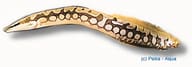 Tire Track / Zig-Zag Eel (Mastacembelus armatus), 12-14cm stock - view 5