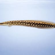Tire Track / Zig-Zag Eel (Mastacembelus armatus) side profile in clean aquarium view — representative image - view 3