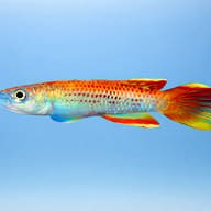Togo Panchax side profile showing blue-green and orange surface killifish form — representative image - view 3