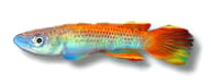 Togo Panchax, Epiplatys togolensis - view 5