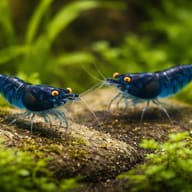 Neocaridina davidi topas blue — Topaz Blue — Shrimp UK — pair in a planted aquarium — representative image - view 2