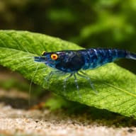 Neocaridina davidi topas blue — Topaz Blue — Shrimp UK — close view showing fin and scale detail — representative image - view 4