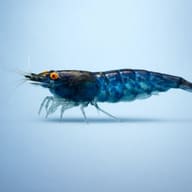Neocaridina davidi topas blue — Topaz Blue — Shrimp UK — side profile on a plain background — representative image - view 3