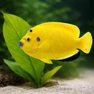 Treespot Angelfish (Apolemichthys trimaculatus) M — close view showing fin and scale detail — representative image - view 4