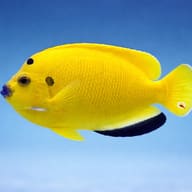 Treespot Angelfish (Apolemichthys trimaculatus) M — side profile on a plain background — representative image - view 3