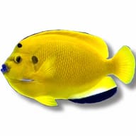 Treespot Angelfish (Apolemichthys trimaculatus) - view 2