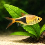 Harlequin Gold — Trigonostigma Heteromorpha — Rasboras UK — close view showing fin and scale detail — representative image - view 4