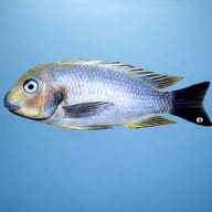 Tropheus anectemus /polli/ 3,5 - 4 — side profile on a plain background — representative image - view 3
