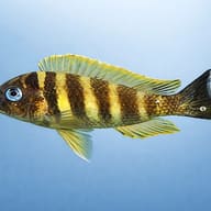 Tropheus brichardi kipilli — side profile on a plain background — representative image - view 3