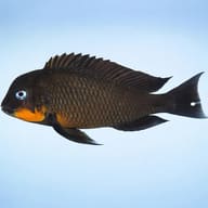 Tropheus brichardi mpimbwe 4 — side profile on a plain background — representative image - view 3
