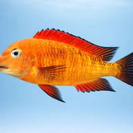 Tropheus brichardi namansi gold 5 — side profile on a plain background — representative image - view 3