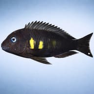 Tropheus brichardi ulwille 3 — side profile on a plain background — representative image - view 3