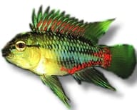 Red Hongsloi Dwarf Cichlid (Apistogramma hongsloi) - view 5
