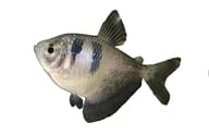 Black Widow Tetra (Gymnocorymbus ternetzi) - view 5
