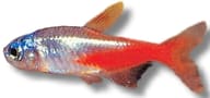 Diamond Neon Tetra (Paracheirodon innesi) - view 5