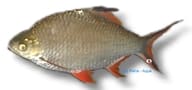Albino Tinfoil Barb (Barbonymus schwanefeldii) - view 5