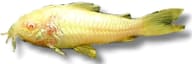 Albino Bronze Cory supplier photo – representative side view - view 2