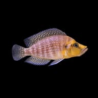 Right-facing Mutondwe Compressiceps with pale spots against black - view 5