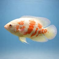 Oscar albino (Astronotus ocellatus albino) side profile on a plain background - view 3