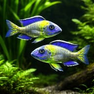 Two illustrative Steveni Blue Neon Peacock Cichlids; image does not promise a sexed or bonded pair - view 2