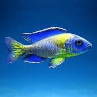 Illustrative side profile of a Steveni Blue Neon Peacock Cichlid (Aulonocara stuartgranti) based on the supplier reference - view 3