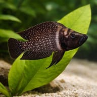Lamprologus calvus black pectoral close view beside an aquarium plant - view 4