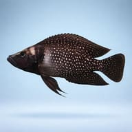 Lamprologus calvus black pectoral side profile on a plain background - view 3