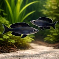 Cyprichromis microlepidotus bulu point pair in a planted aquarium - view 2