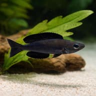 Black Smallscale Cyprichromis (Cyprichromis microlepidotus «Black») (Cyprichromis microlepidotus) — A peaceful, open-water… - view 4