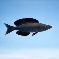 Cyprichromis microlepidotus bulu point side profile on a plain background - view 3