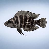 Pearly Compressiceps Zaire (Lamprologus calvus zaire black fin) side profile on a plain background - view 3