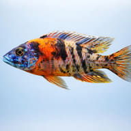 Calico Peacock Cichlid side profile showing marbled colour form — representative image - view 3