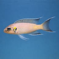 Chalinochromis brichardi side profile on a plain background - view 3