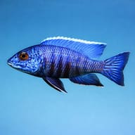 Representative side profile of Aulonocara stuartgranti sold as Chilumba; colour varies - view 3