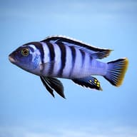 Pseudotropheus elongatus mpanga side profile on a plain background - view 3