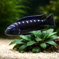 Representative Neon Spot mbuna swimming above aquarium plants — representative image - view 4