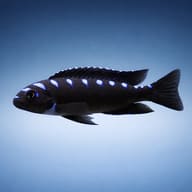 Representative side view of a dark blue Neon Spot mbuna — representative image - view 3