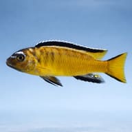 Side-view illustration of a yellow-and-dark Yellow Elongatus-type mbuna — representative image - view 3