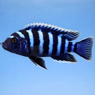 Side view of Afra Chimate Cichlid Cynotilapia afra — representative image - view 3