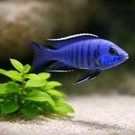 Azureus Cichlid (Copadichromis azureus) side view with open swimming space — representative image - view 4