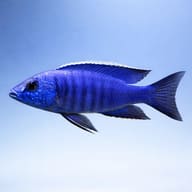 Azureus Cichlid (Copadichromis azureus) showing streamlined Copadichromis profile — representative image - view 3