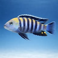 Cobue Afra cichlid side profile showing a blue body, dark vertical bands and black-edged dorsal fin — representative image - view 4