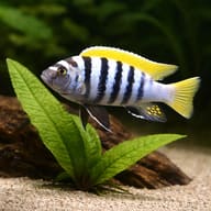 Jalo Reef Afra representative beside an aquarium plant; image does not certify size, sex, locality or colour - view 4