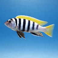 Side-view representative of Jalo Reef Afra; not a batch photo or taxonomic identification image - view 3
