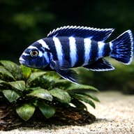 Demasoni cichlid with blue and dark vertical bars above a broad-leaved aquarium plant — representative image - view 4