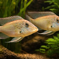 Threespot Eartheater — Threespot Eartheaters (Satanoperca daemon) in a planted aquarium scene — representative image - view 2