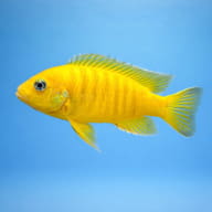 Daktari Cichlid — Representative side profile of yellow Daktari Mbuna (Maylandia sp. 'daktari') — representative image - view 3