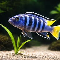 Slender Pseudotropheus, Elongate mbu (Pseudotropheus elongatus) close view beside an aquarium plant - view 4