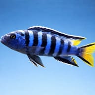 Slender Pseudotropheus, Elongate mbu (Pseudotropheus elongatus) side profile on a plain background - view 3