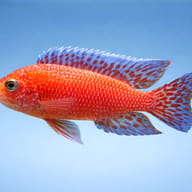 Aulonocara sp. firefish side profile on a plain background - view 3